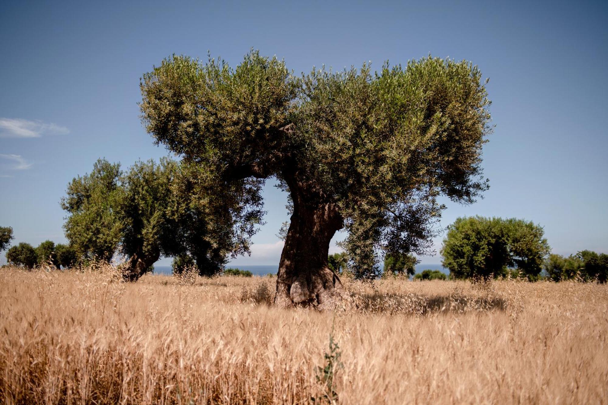 Masseria Auraterrae Полиньяно-а-Маре Экстерьер фото